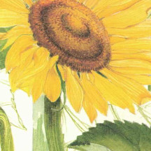 large Sunflowers Floral Print Italian Paper ~ Tassotti